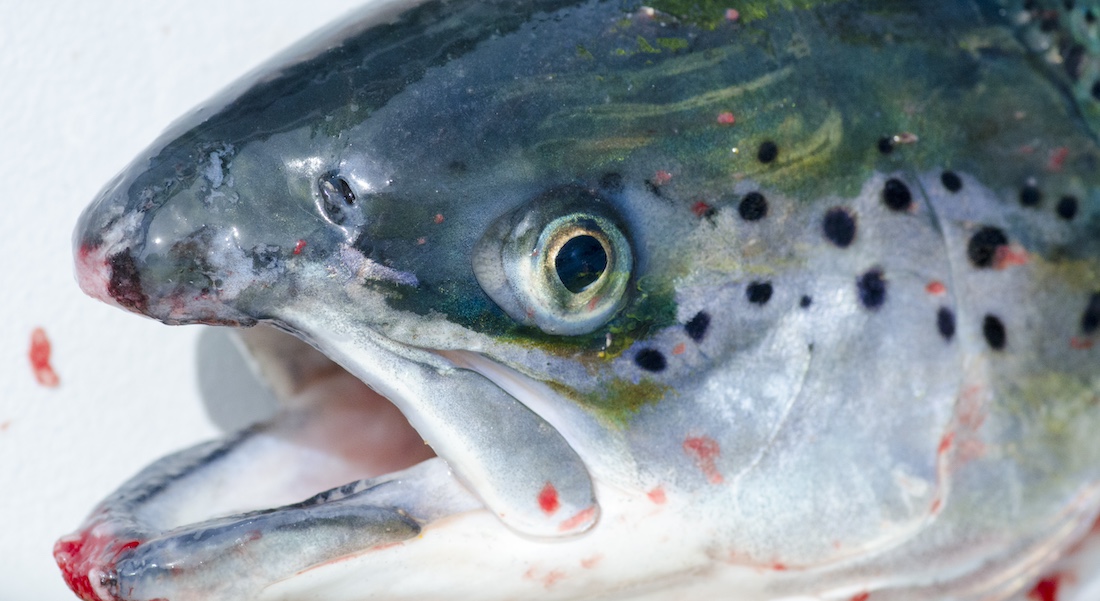 A newly sampled Atlantic salmon from Norway. Photo by Martin Nielsen.